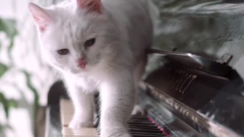 So Cute Cat OMG