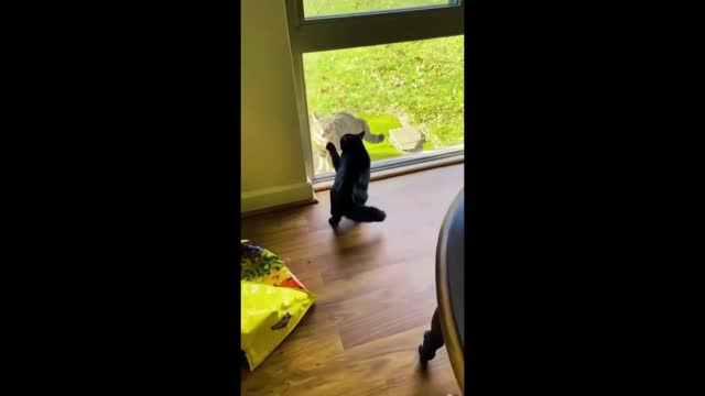 Funny Cats Viral Clips😹|| #funny Cats #shorts Video😂Wait For Last One🤣|| #trending #animals #reels