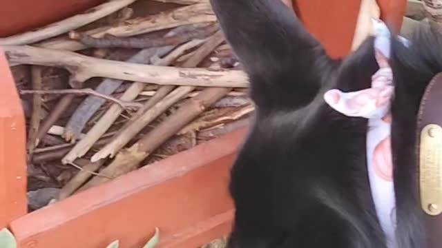 Doggo Picks a Nice Stick From Stick Library on Walk
