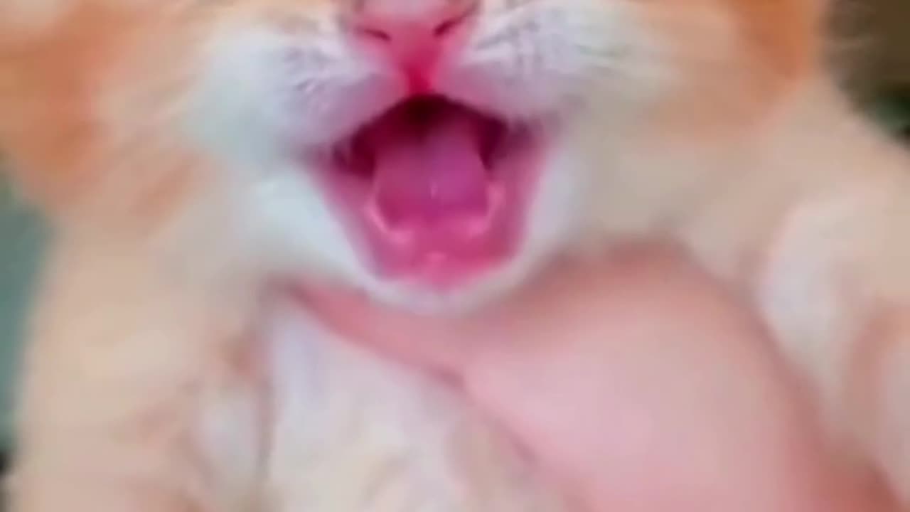 Meow Meow Kitten Bornbaby #rumleshort
