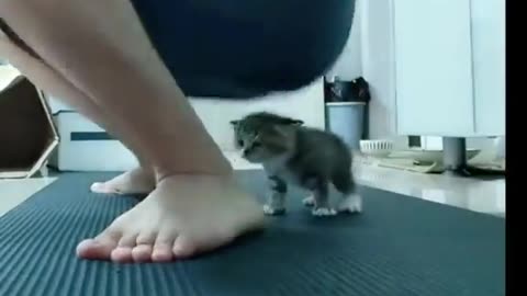 Workout with my Cat