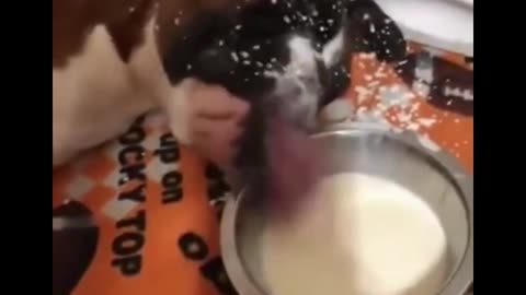 A Dog drinks milk funny video shorts