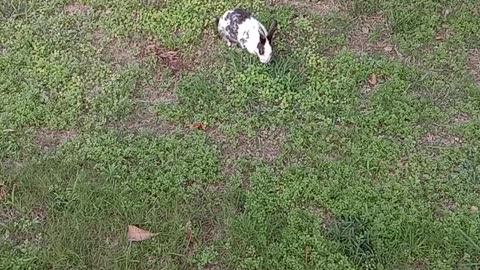 Rabbit in Garden
