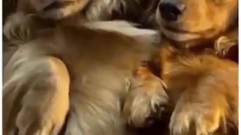 Top Funny Cute Dog Videos and TIKTOK Compilation #short