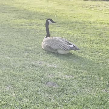 A goose relaxing in grass