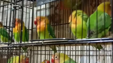 Beautiful love birds || finches || parrots || birds