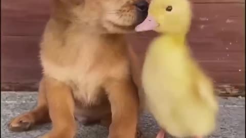 Funny video 2