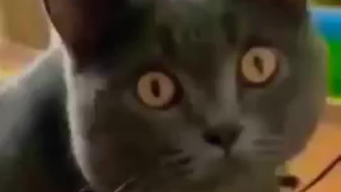 Let's Get Ready To Rumble: Cat Edition