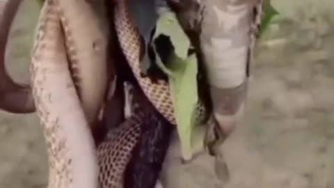 BEAUTIFUL SNAKE GROUPS TREE