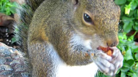 The diet of a squirrel