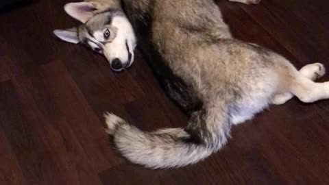 Husky Hates His Tail