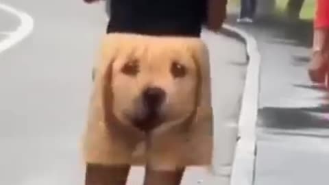 Dog funny reaction