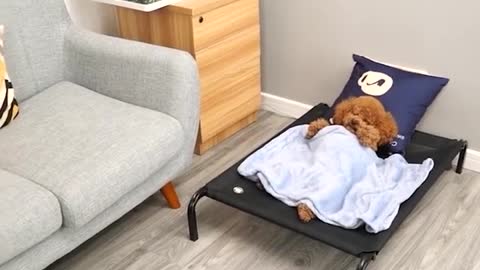 napp TIME!!!.. Cute and Funny Cat Dog Videos Compilation