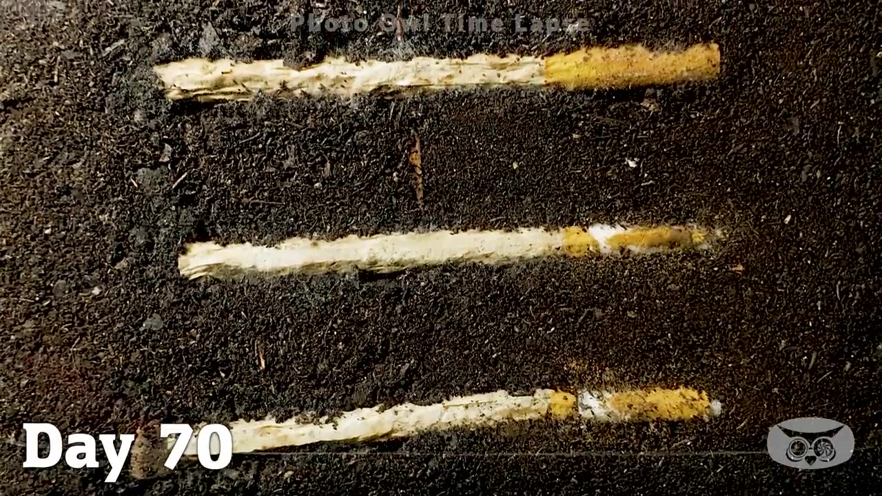 CIGARETTE IN SOIL - 1 YEAR Time Lapse [8K]