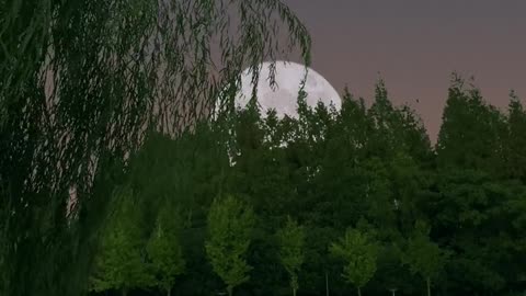 #The wind blows willows