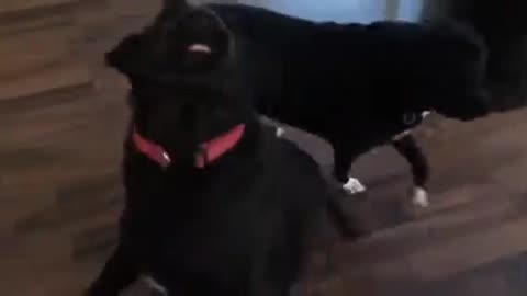 Two dogs fight with owner 😧
