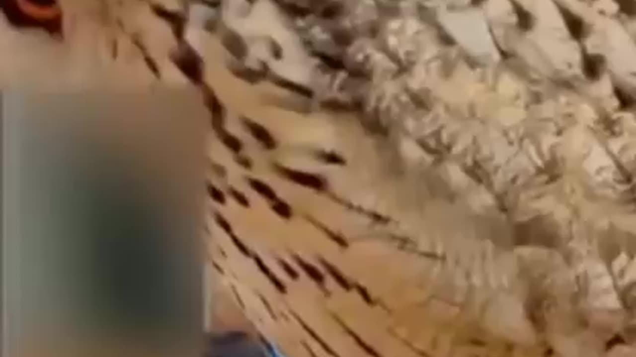Owl are birds from the order strigifirmes