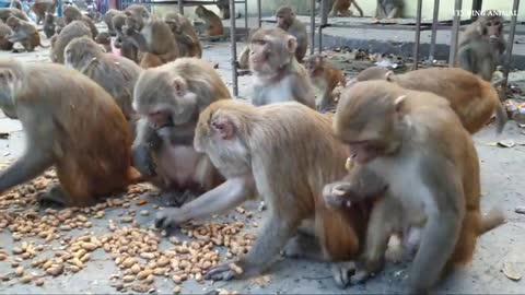 Monkey eating peanuts