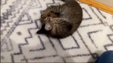cute cat and his friend are smart and funny together, a collection calling cat cute
