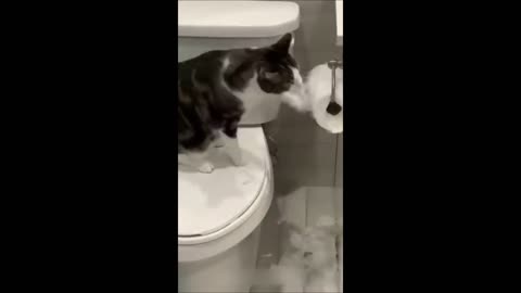 Funny animals - Funny cats / dogs - Funny animal videos 2023 10