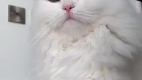 Cute cat funny video