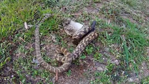 Craziest Animal Fights Caught On Camera