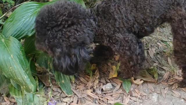 puppy