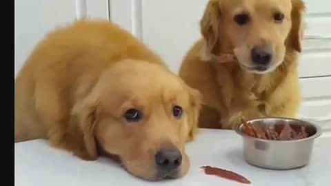 Funniest Dogs And Cats Videos 😅 - Best Funny Animal Videos 2023 😇 #9