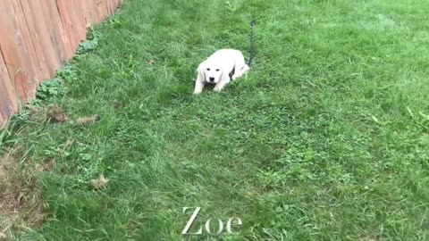 Zoe In Training