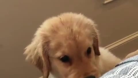 This golden retriever is really cute when I eat