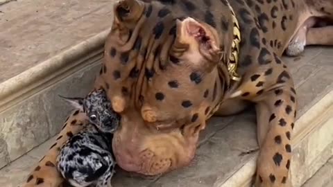 It looks so cute.🥰🥰🥰🐕🐶