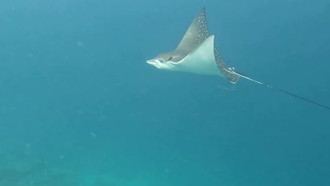 Maldives. Diving