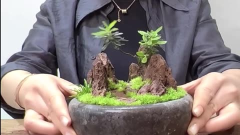 Beautiful Moss Micro Landscape Idea , Diy Micro Landscape Design
