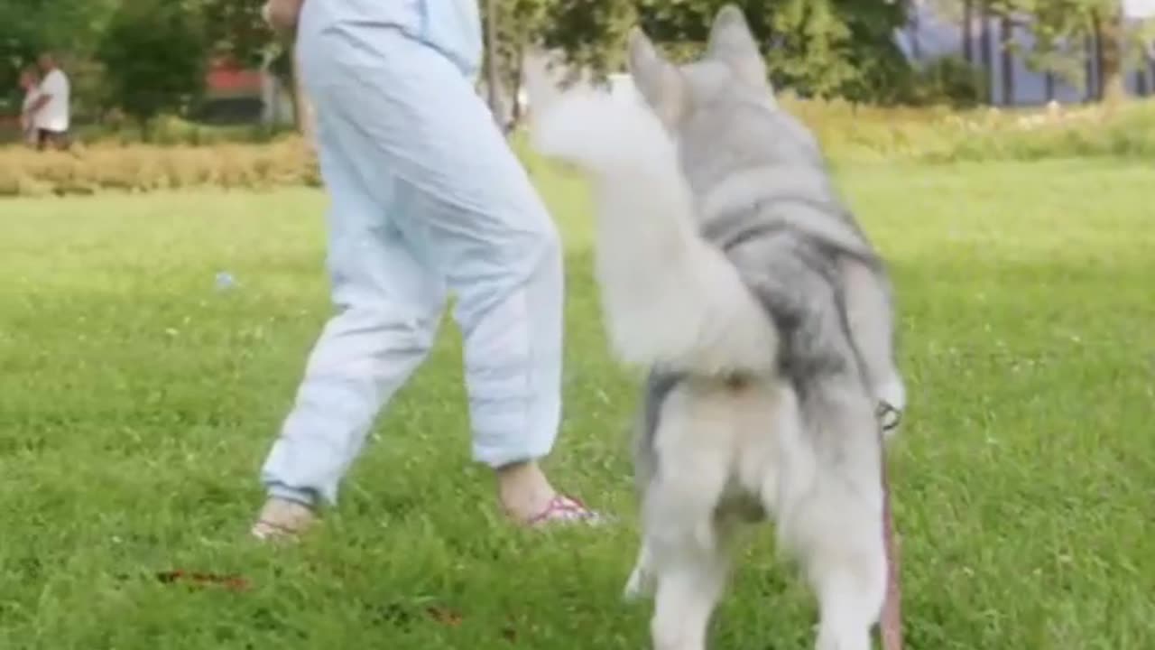 Women playing with a dog at the park
