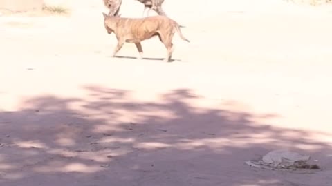 Dog prank, Animal prank