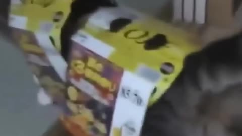 smart cat, breaking through obstacles