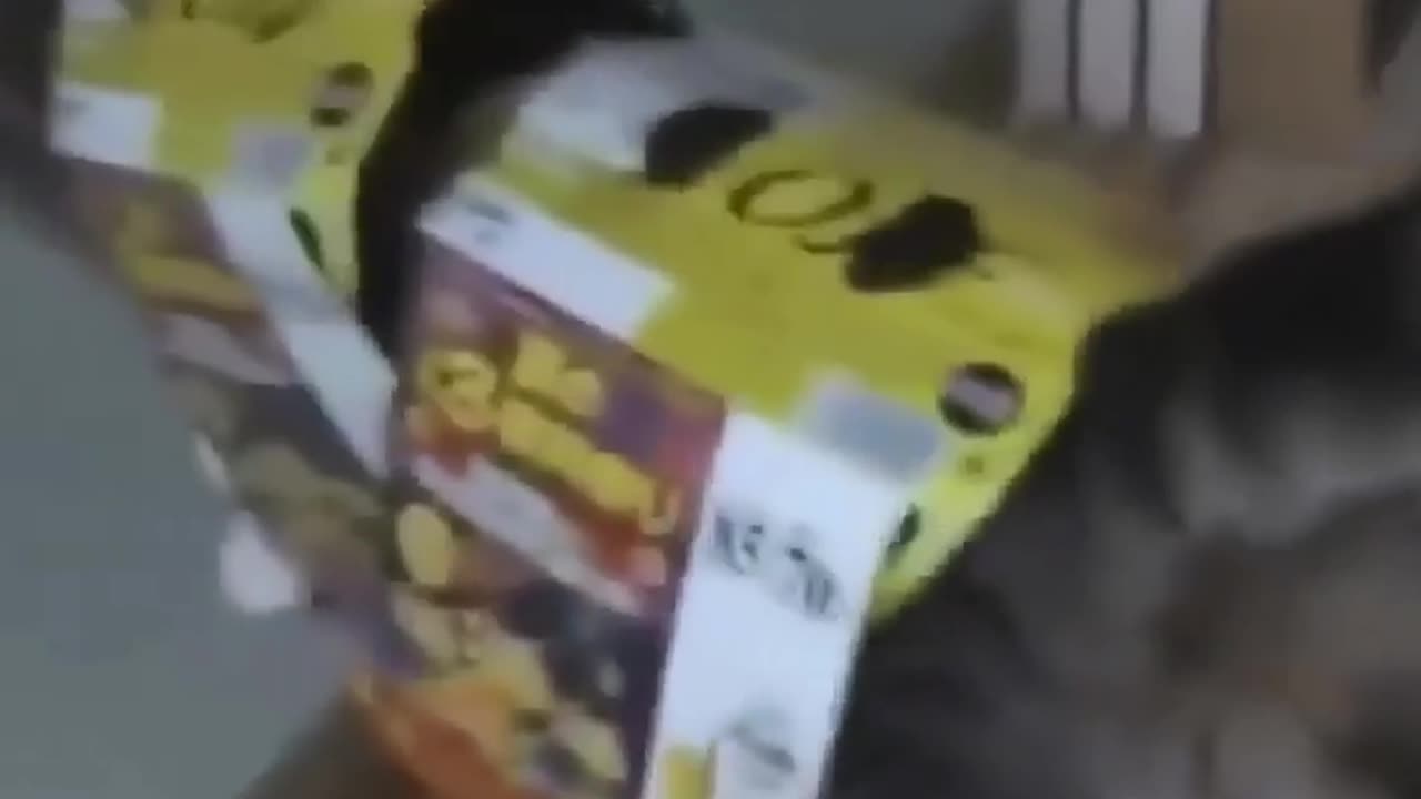 smart cat, breaking through obstacles
