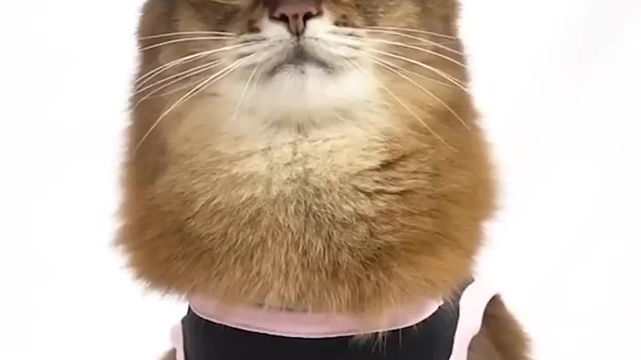 Pretty cat walk like this๐ฑ๐ฑ๐
