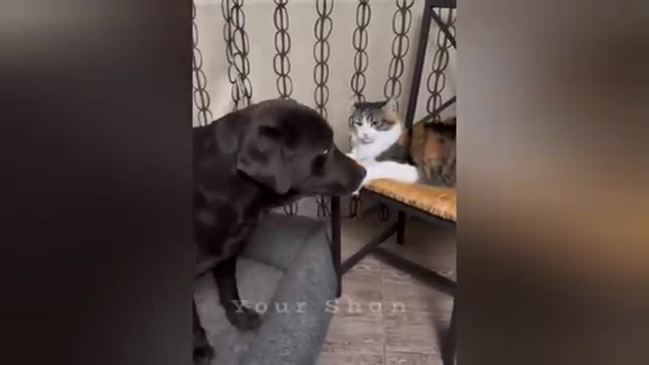 20 minutes of adorable cats and kittens videos to keep you smiling