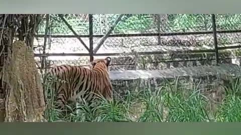 Tiger's world
