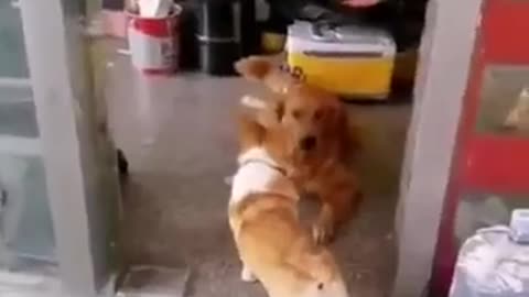 Corgi vs Golden retriever from Tiktok
