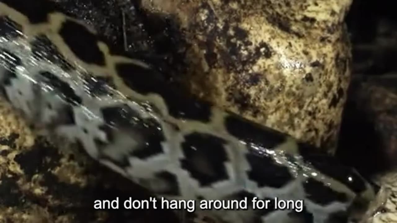 Description of the dangerous wildlife of๐๐ animals, 2024 National Geographic