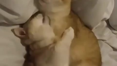 Two cats are having fun on the bed. watch This video