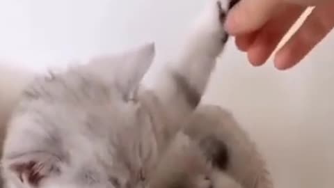 Latest funny cat videos 2024 | #1.