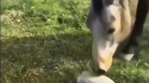 Funny dog and donkey fight
