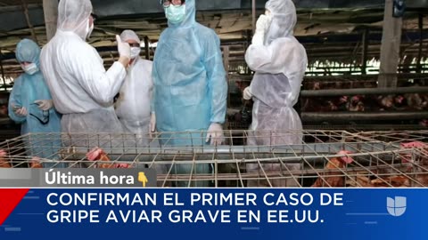 Reportan el primer caso grave de gripe aviar en un humano en EEUU: esto es lo que se sabe