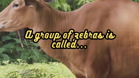 Animal Facts Zebra Group Name #shorts
