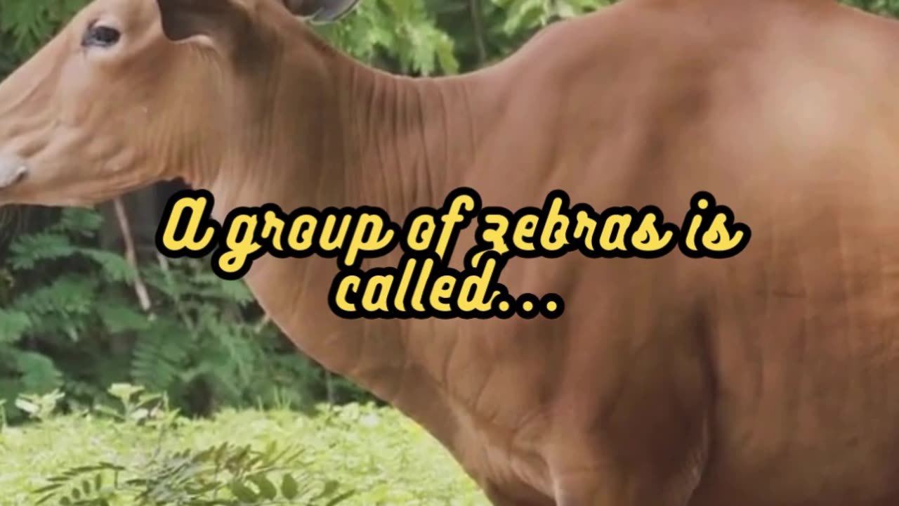 Animal Facts Zebra Group Name #shorts