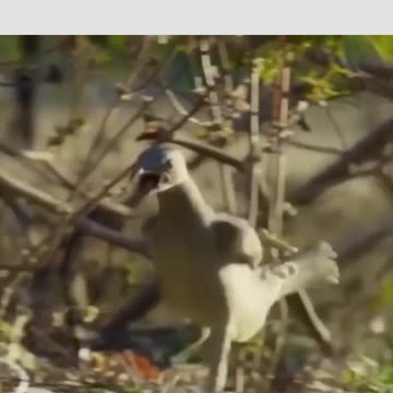 a shaman attacks a Russian man