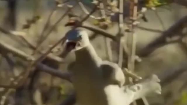 a shaman attacks a Russian man